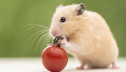 Bật mí bí mật: chuột thích ăn gì?
